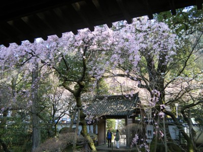 早雲寺の境内から見た桜.jpg