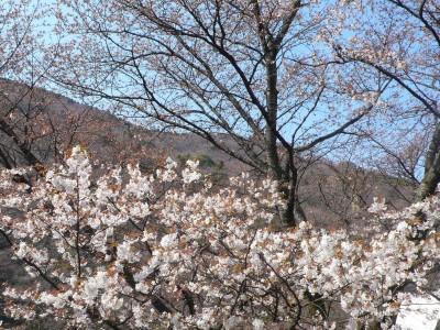 三分咲きの桜.jpg