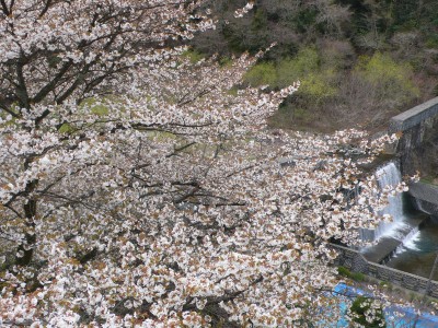 展望テラスから見た桜.jpg