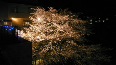 桜ライトアップ.jpg