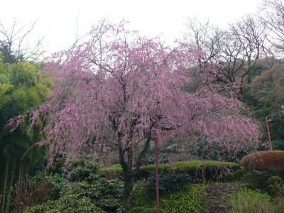 枝垂れ桜.jpg