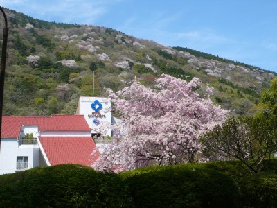 山桜2011.jpg