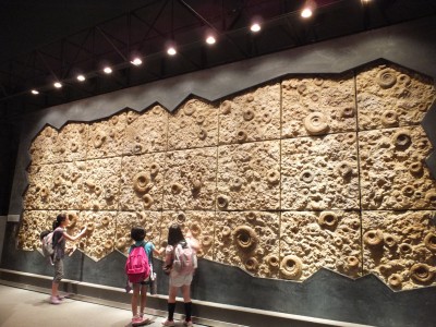 地球博物館　化石†.jpg